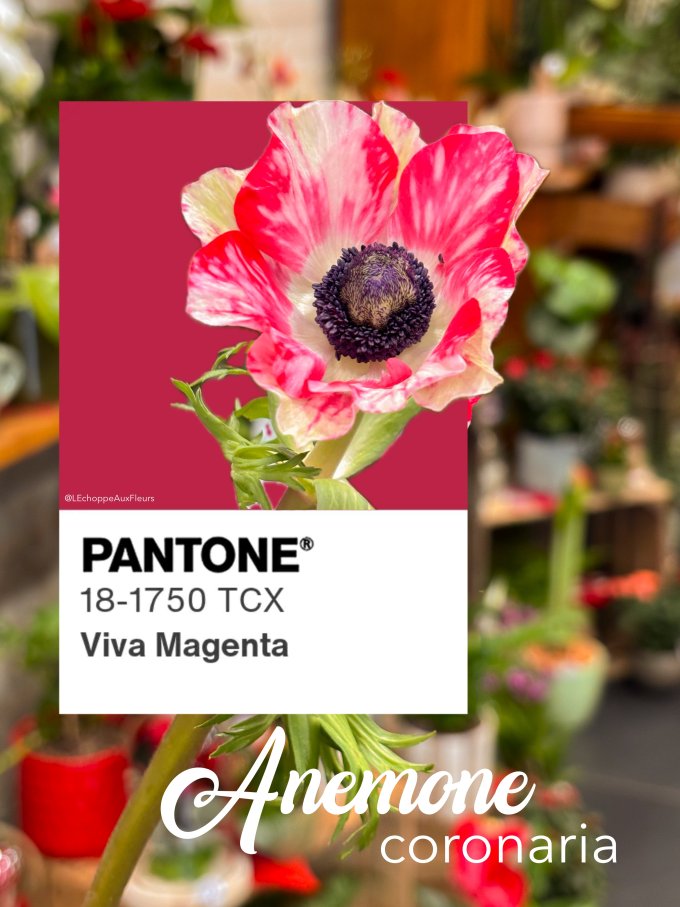 Fleurs de février photo 8